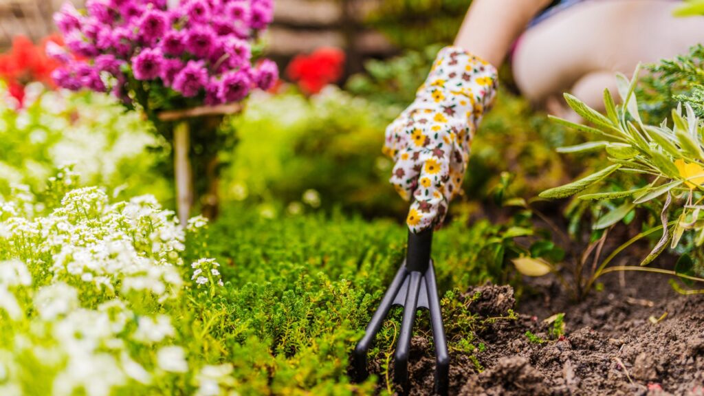 Pessoa usando ferramenta manual de jardinagem para preparar o solo entre flores coloridas em um jardim.