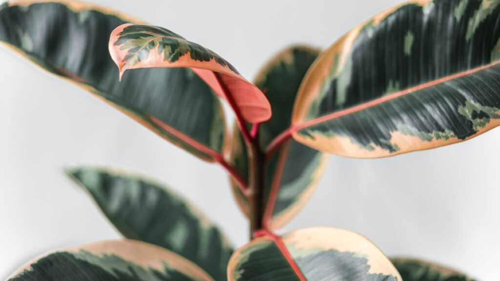 folhas variegadas da Ficus Elastica Ruby em destaque com tons de verde escuro e bordas rosadas
