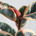 folhas variegadas da Ficus Elastica Ruby em destaque com tons de verde escuro e bordas rosadas