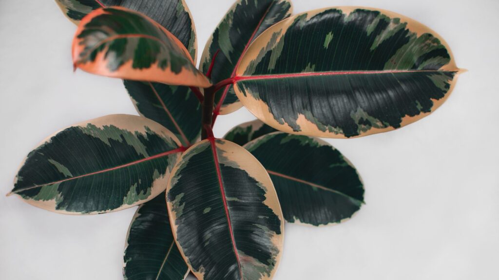 folhas variegadas da Ficus Elastica Ruby em close com tons de verde escuro, rosa e creme em ambiente interno
