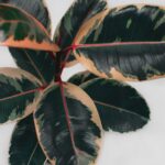 folhas variegadas da Ficus Elastica Ruby em close com tons de verde escuro, rosa e creme em ambiente interno