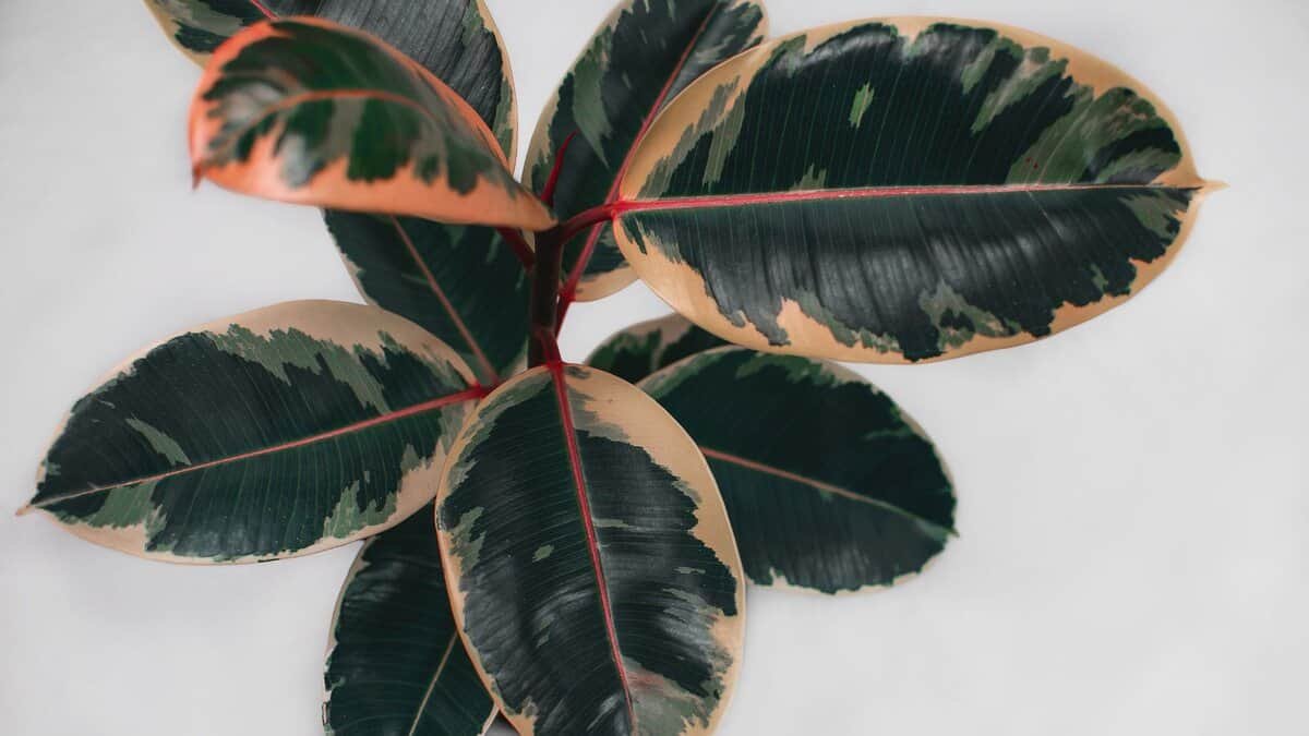 Ficus Elastica Ruby: Como Cuidar e Cultivar em Casa 2025