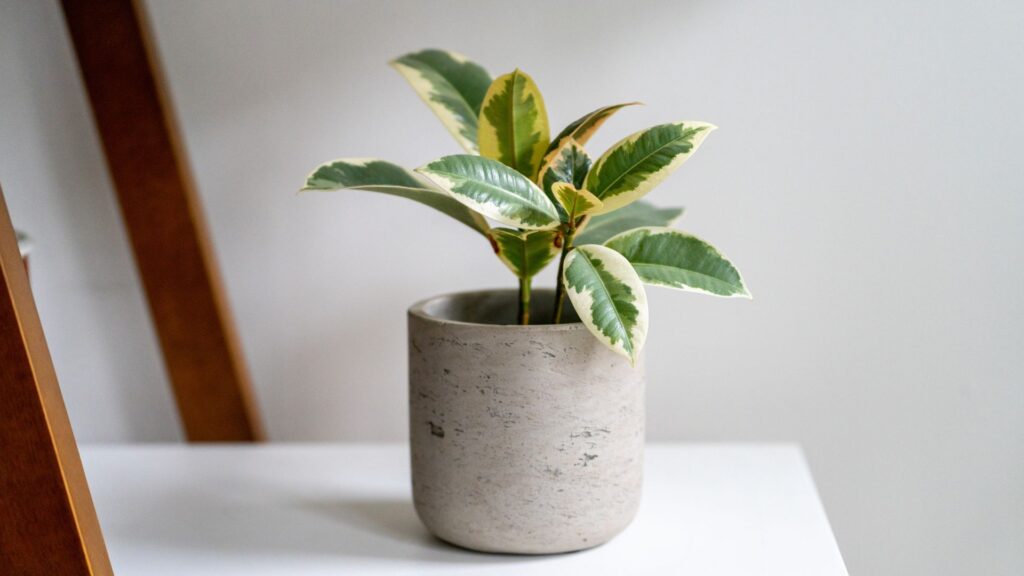 Ficus Elastica Ruby cultivada em vaso moderno dentro de apartamento.