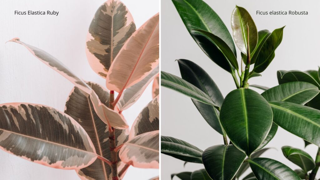 comparativo entre Ficus Elastica tradicional de folhas verdes e Ficus Elastica Ruby com folhagem variegada em tons de verde e rosa