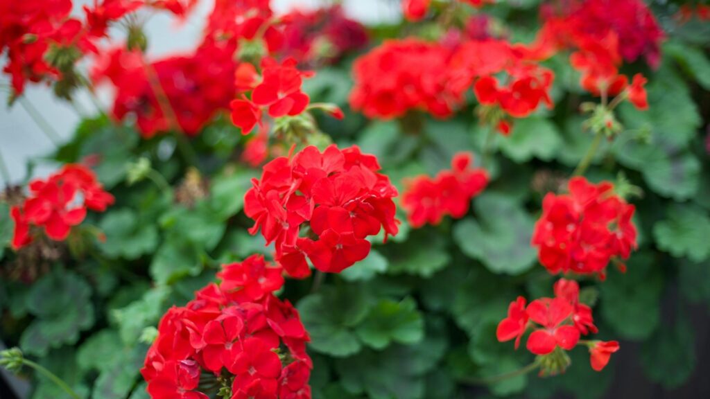 Flores de gerânio vermelho vibrante em meio a folhagem verde em jardim ensolarado