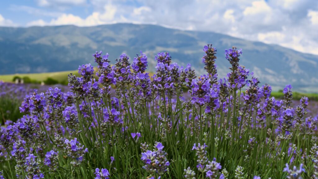 flores lavanda em campo florido com montanhas ao fundo sob céu azul e luz natural suave