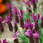 flores lavanda cultivadas em jardim com luz natural e folhagem verde ao redor