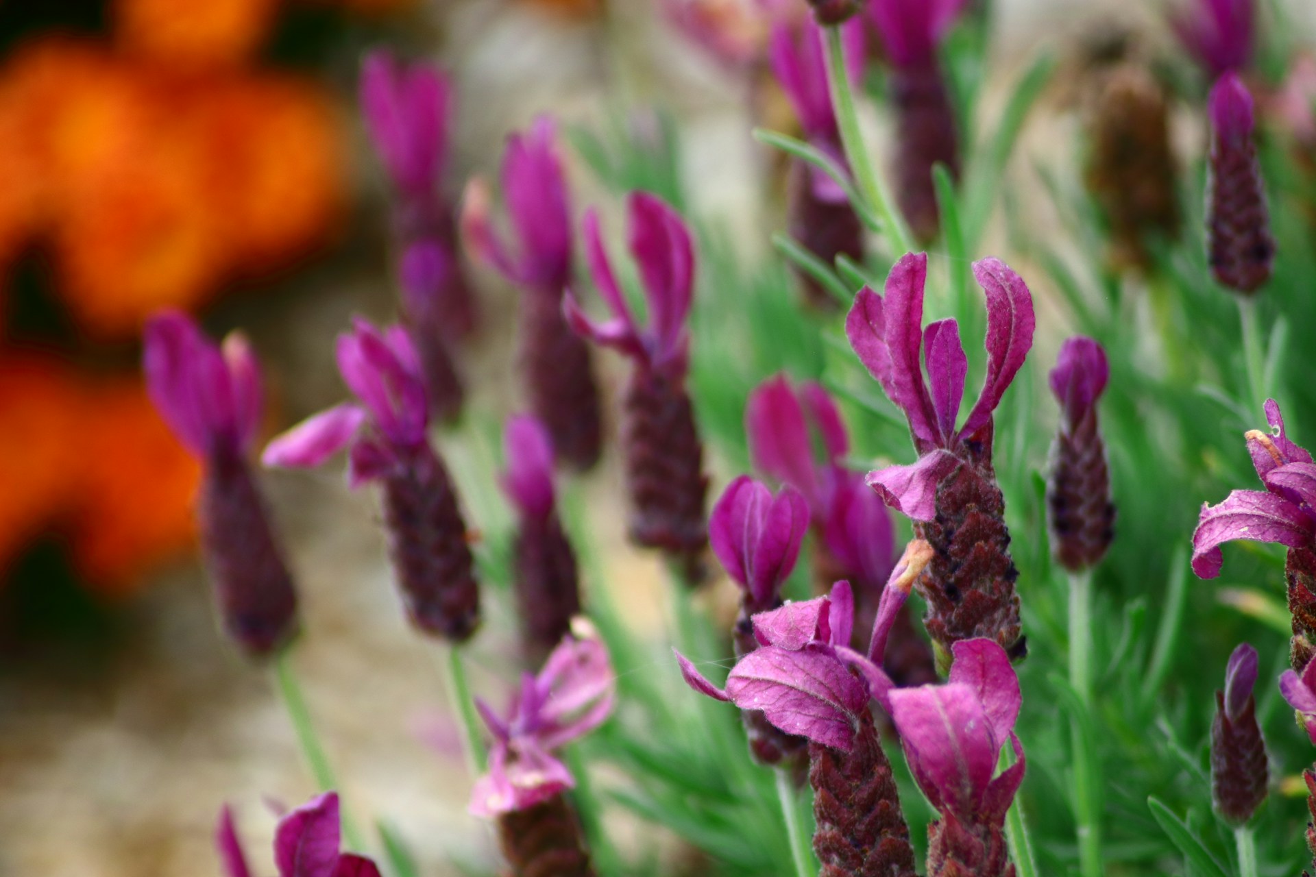 flores lavanda cultivadas em jardim com luz natural e folhagem verde ao redor