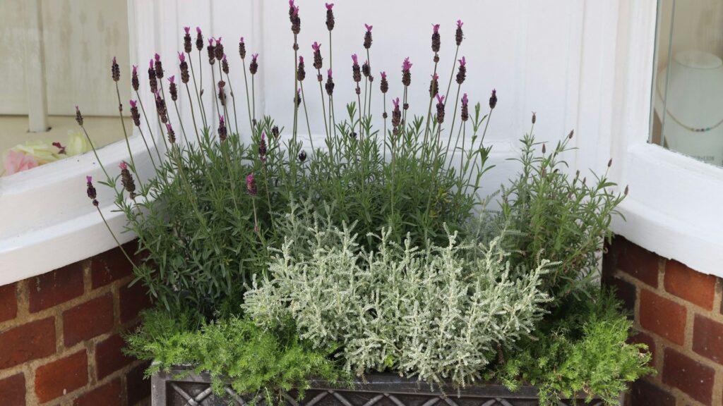 flores lavanda cultivadas em vaso com diferentes espécies e folhagens em frente a parede branca