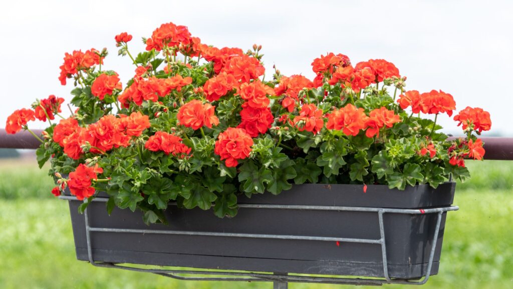 Gerânio pendente com flores vermelhas em vaso suspenso de varanda