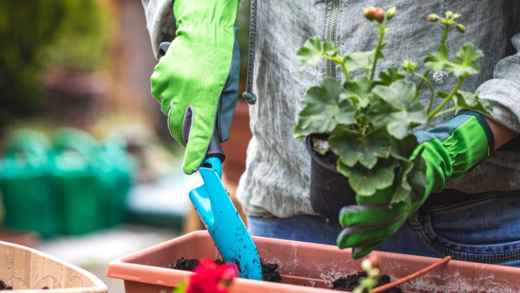 Pessoa com luvas verdes plantando muda de gerânio em vaso retangular de plástico