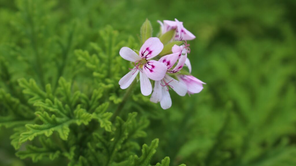 Flor de gerânio perfumado rosa-claro com folhas recortadas e verdes ao fundo