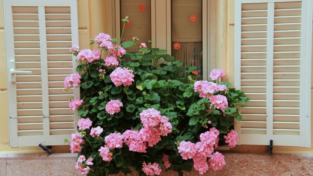 Vaso de gerânio rosa florido decorando janela com venezianas brancas