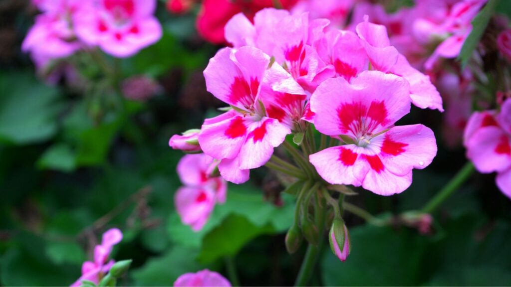 Flores de gerânio zonal em tons de rosa e vermelho destacando-se sobre folhagem verde