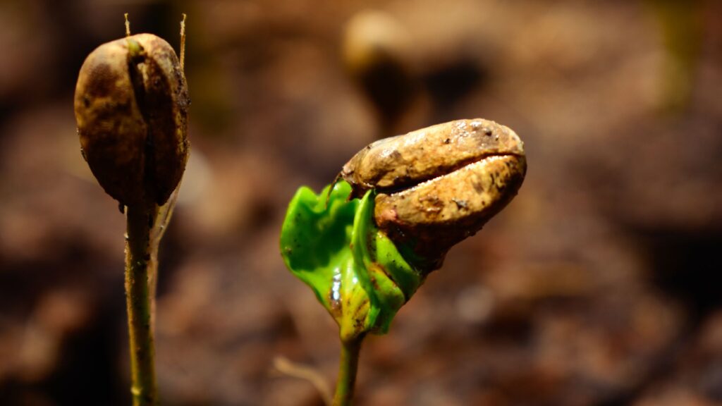 Semente de café germinando no solo, dando origem a um novo pé de café.