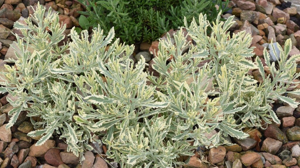 flores lavanda cítrica lavandula allardii com folhas variegadas em tons verde e creme em jardim de pedras
