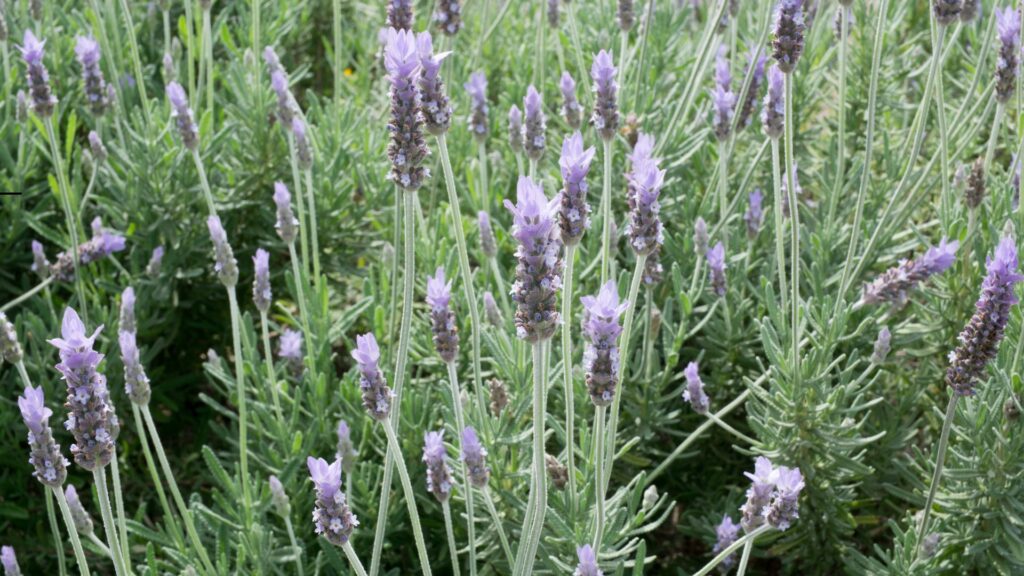 flores lavanda francesa lavandula dentata com hastes longas e flores lilases em campo ensolarado