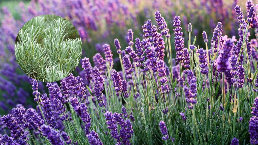 flores lavanda inglesa lavandula angustifolia com folhas estreitas e flores roxas em campo iluminado pelo sol