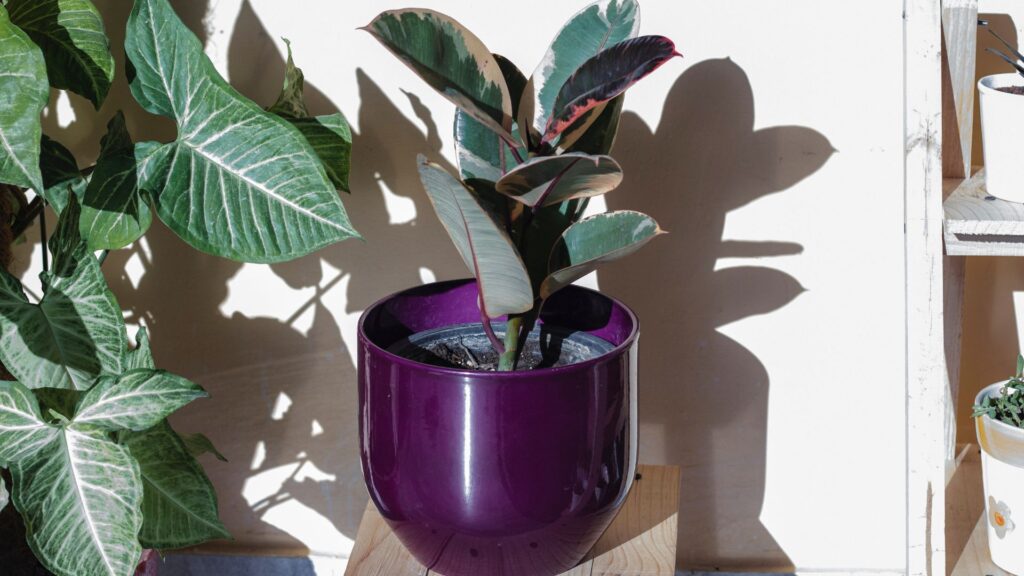 Ficus Elastica Ruby em vaso roxo recebendo luz indireta próxima a uma janela, ideal para seu desenvolvimento