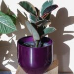 Ficus Elastica Ruby em vaso roxo recebendo luz indireta próxima a uma janela, ideal para seu desenvolvimento