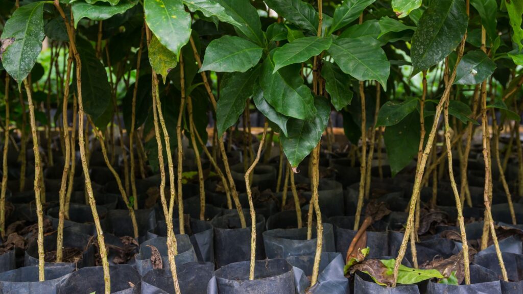 Mudas jovens de pé de café crescendo em sacos plásticos prontos para o plantio.