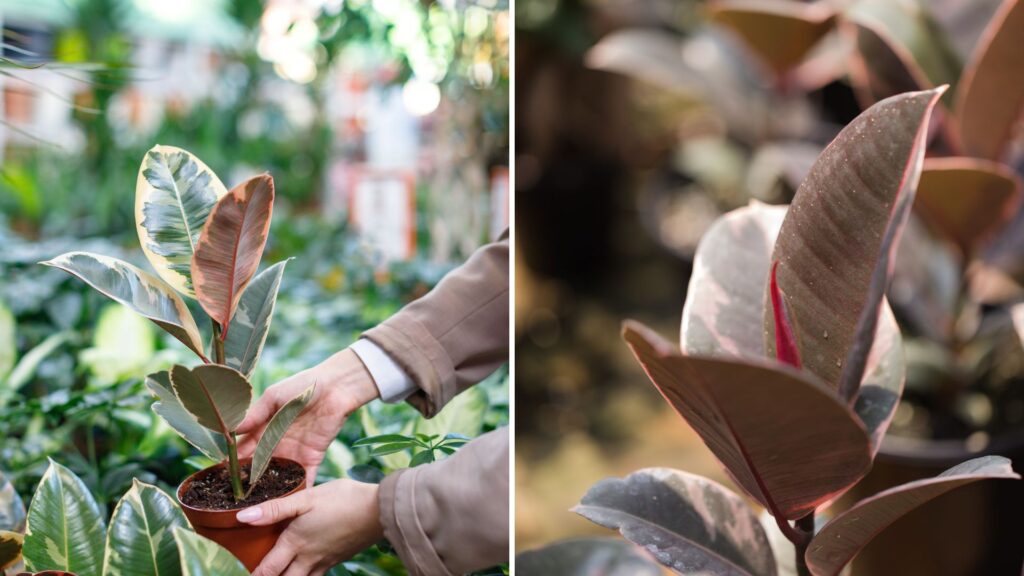mudas de Ficus Elastica Ruby sendo avaliadas em loja de plantas antes da compra
