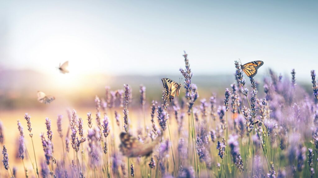 Borboletas sobre flores lavanda sob a luz suave do pôr do sol, simbolizando a harmonia entre perfume, natureza e serenidade no jardim.