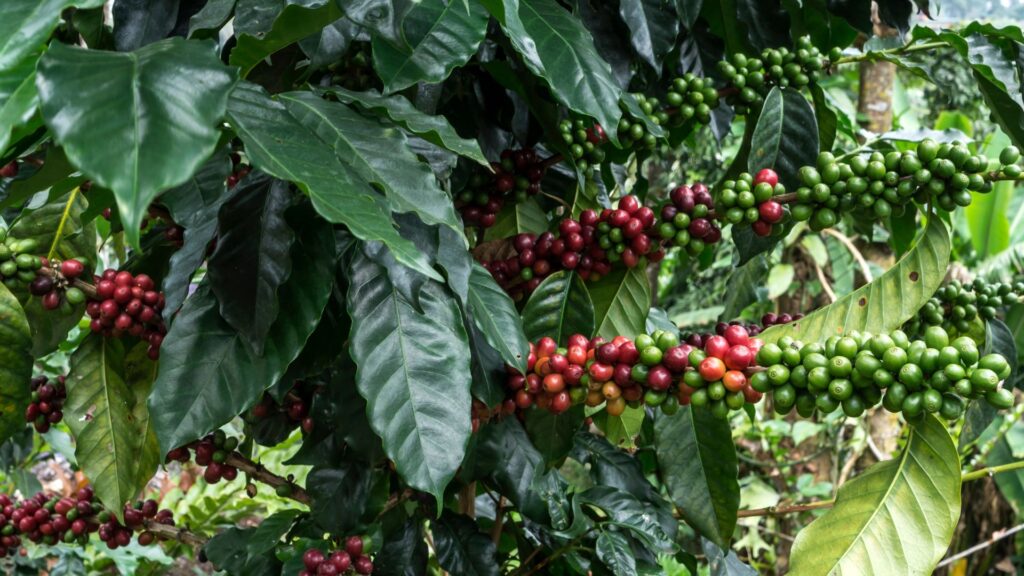Pé de café carregado de frutos verdes e maduros crescendo em meio às folhas brilhantes no quintal.