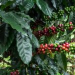 Pé de café carregado de frutos verdes e maduros crescendo em meio às folhas brilhantes no quintal.