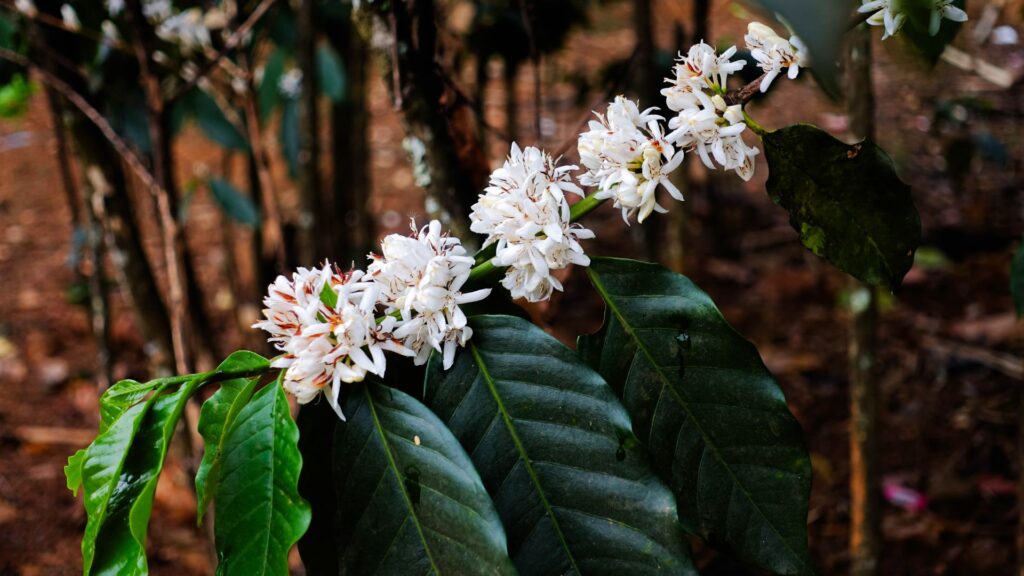 Pé de café florido com cachos de flores brancas, sinal de saúde e alta produtividade.