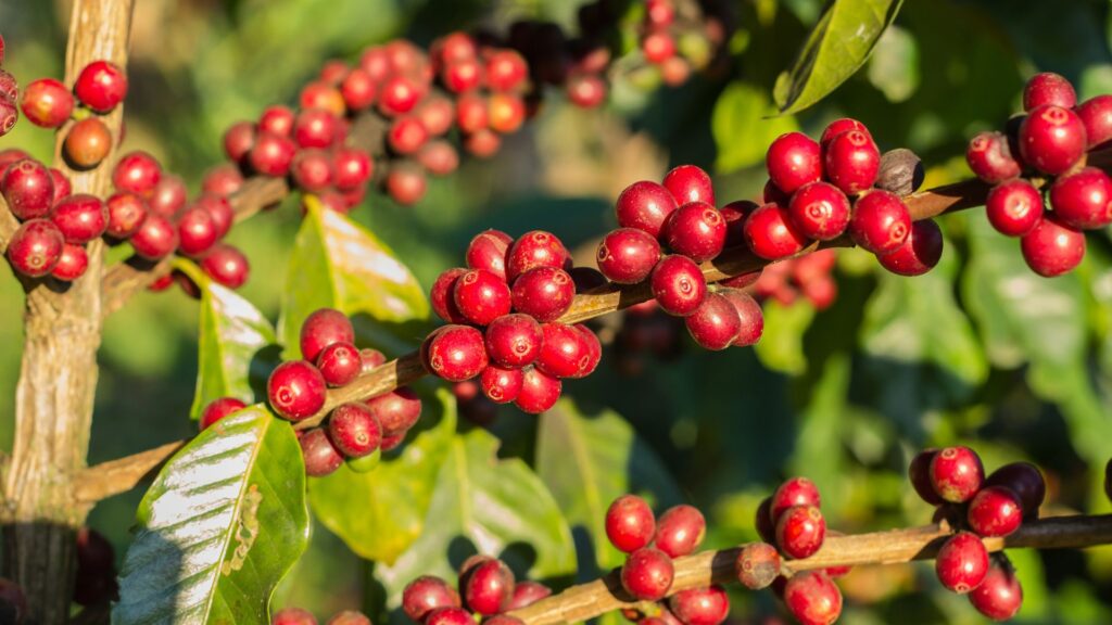 Frutos vermelhos maduros no galho de um pé de café prontos para a colheita.