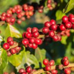 Frutos vermelhos maduros no galho de um pé de café prontos para a colheita.