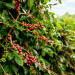 Ramo de pé de café com frutos vermelhos maduros prontos para a colheita em meio a folhagem verde.