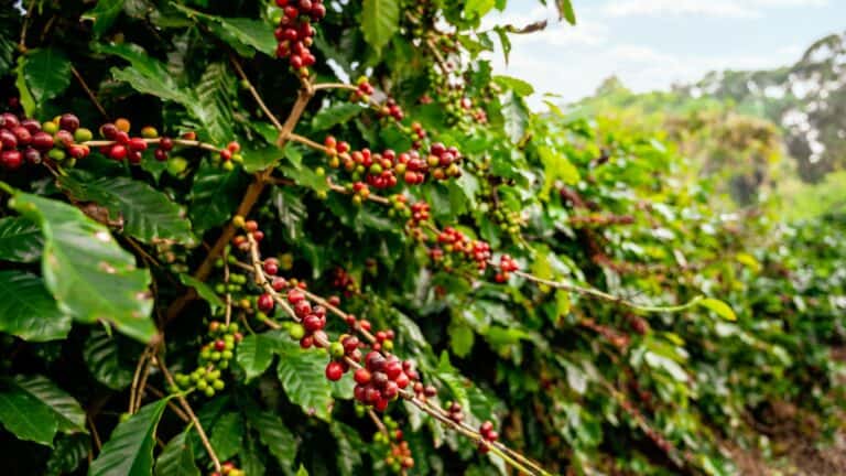 Pé de Café: Guia para Cultivar e Colher Grãos em Casa 2026