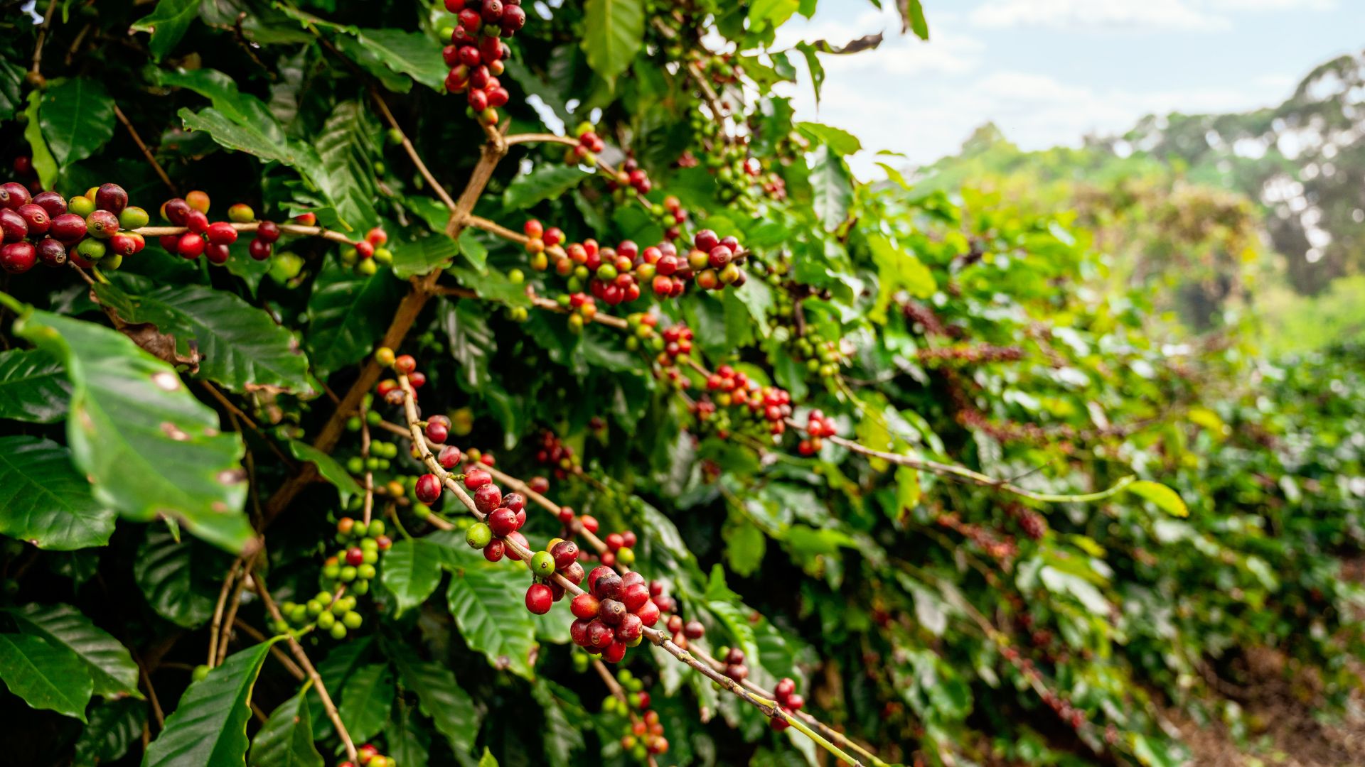 Ramo de pé de café com frutos vermelhos maduros prontos para a colheita em meio a folhagem verde.