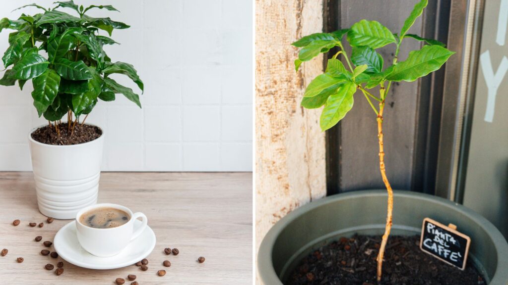 Pé de café cultivado em vaso pequeno dentro de casa, ideal para espaços reduzidos.