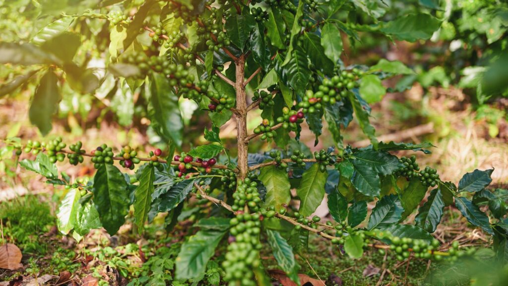 Pé de café cultivado diretamente no solo do quintal, com frutos verdes e maduros em desenvolvimento.