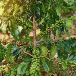 Pé de café cultivado diretamente no solo do quintal, com frutos verdes e maduros em desenvolvimento.