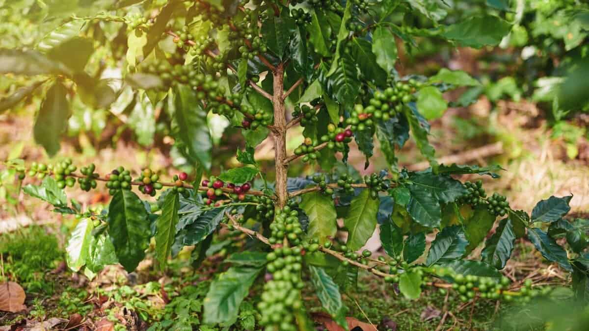 Pé de Café: Guia para Cultivar e Colher Grãos em Casa 2026