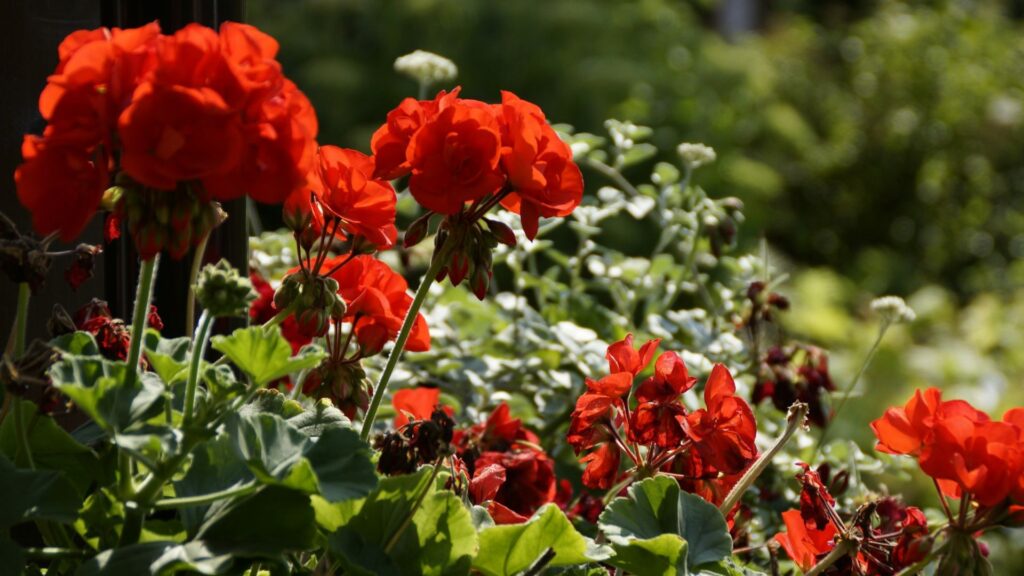 Gerânios vermelhos e rosas florindo sob o sol, representando o gerânio significado espiritual e sua energia positiva no jardim