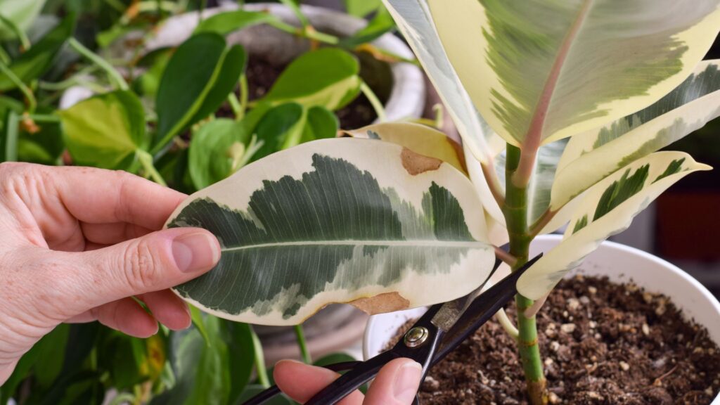 Pessoa cortando folha danificada de Ficus Elastica Ruby com tesoura de jardinagem.