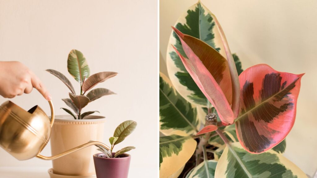 rega de Ficus Elastica Ruby em vasos pequenos e médios, mostrando a importância da umidade adequada para o cultivo saudável
