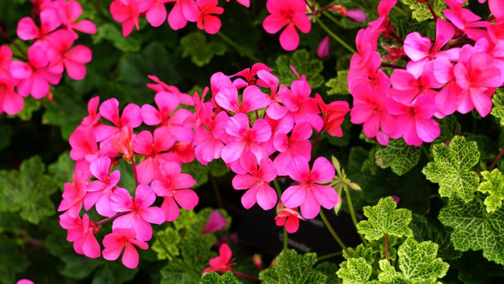 Gerânios rosados vibrantes entre folhas verdes, simbolizando o gerânio significado espiritual de harmonia e equilíbrio interior