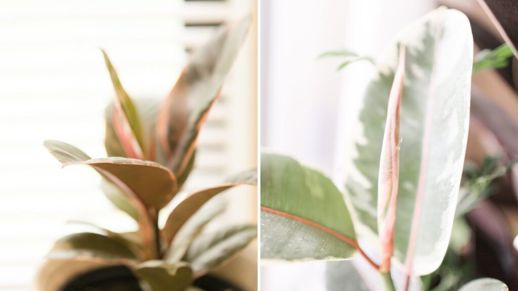 folhas da Ficus Elastica Ruby recebendo luz natural suave em ambiente interno controlado