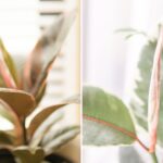 folhas da Ficus Elastica Ruby recebendo luz natural suave em ambiente interno controlado