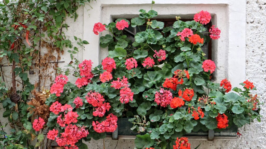 Gerânios vermelhos e rosas floridos decorando janela antiga com moldura de pedra