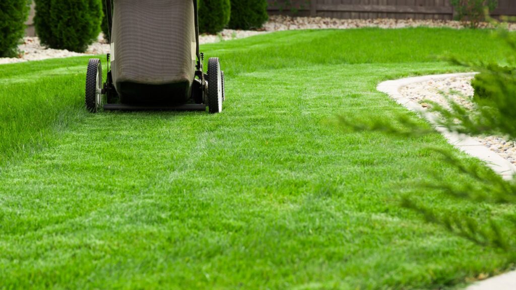 Grama recém-cortada com cortador de grama com coletor em jardim residencial.