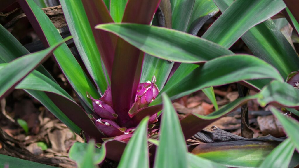 Folhagem do abacaxi-roxo (Tradescantia spathacea) com folhas verdes na parte superior e roxas na inferior, formando uma roseta compacta e ornamental.