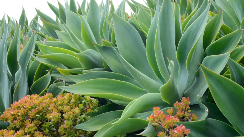 Folhagem de agave-dragão (Agave attenuata) com folhas largas e verdes em forma de roseta, destacando-se ao lado de suculentas menores com bordas avermelhadas.