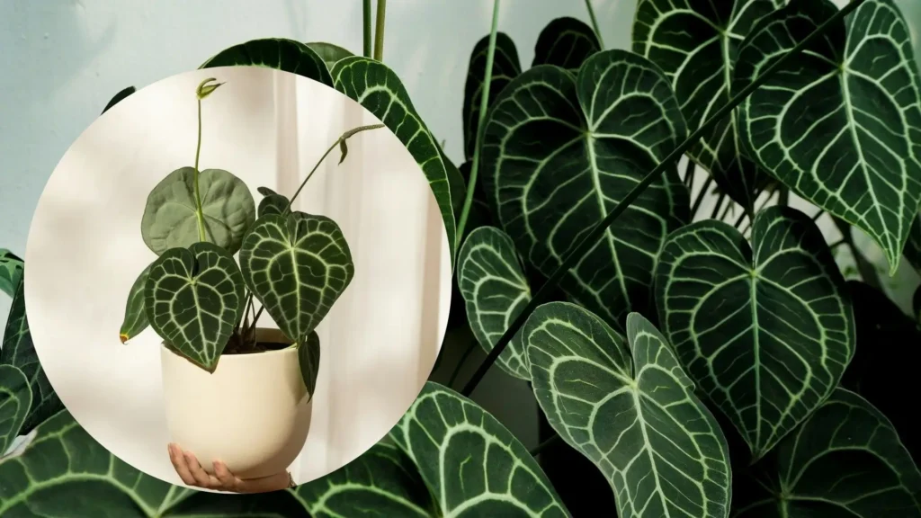 Folhas de antúrio da Amazônia com padrão marcante de nervuras claras sobre verde escuro.